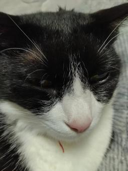 はちわれ猫037 はちわれ猫037の写真