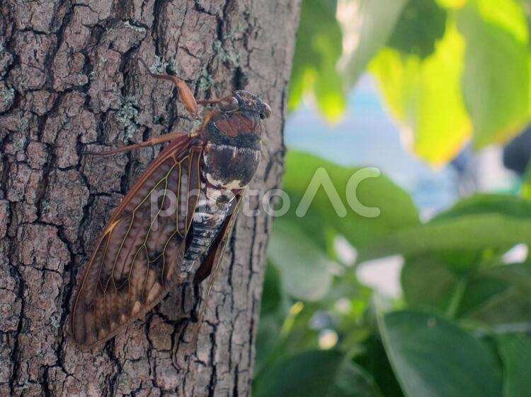 木にとまるアブラゼミ アブラゼミ,昆虫,夏の写真素材