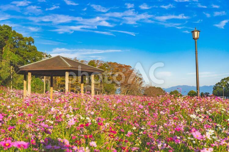 慈眼寺公園のコスモス畑の風景 慈眼寺公園,鹿児島市,コスモスの写真素材
