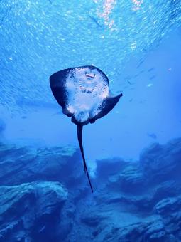 水中撮影9 エイ,海,サンゴの写真素材