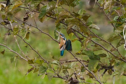 木にとまるカワセミ 鳥,野鳥,カワセミの写真素材