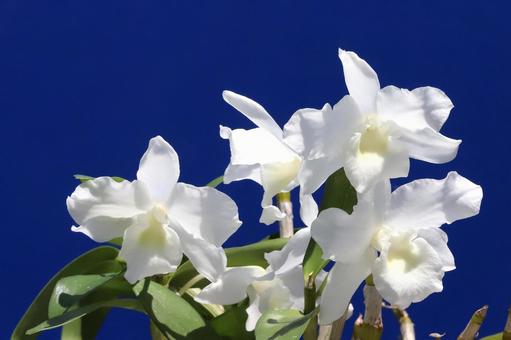 Photo, plant, flower, dendro, 