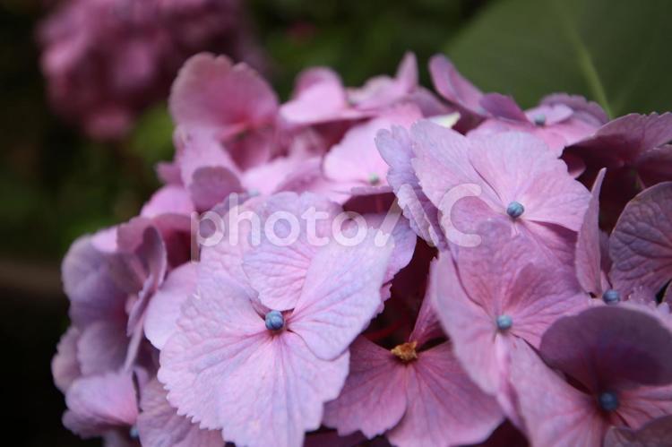 紫のあじさい　クローズアップ 紫陽花,アジサイ,梅雨の写真素材