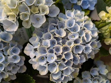 紫陽花 紫陽花の写真