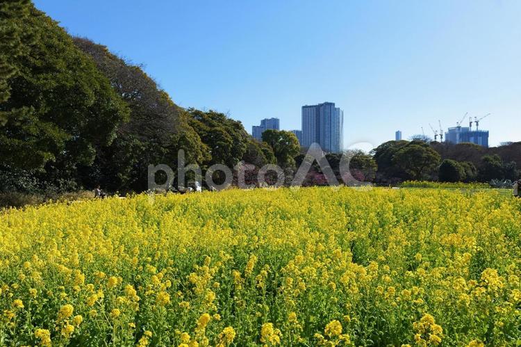 浜離宮恩賜庭園の菜の花 浜離宮恩賜庭園,菜の花,都会の写真素材