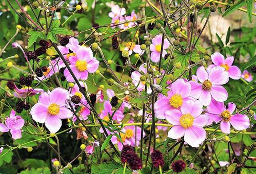 ピンクの花 ピンクの花の写真
