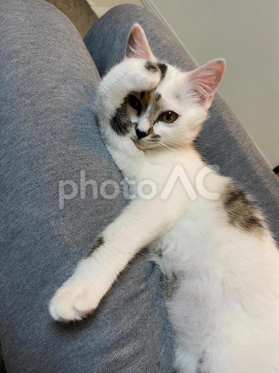 頭を押さえる猫 猫,動物,可愛いの写真素材
