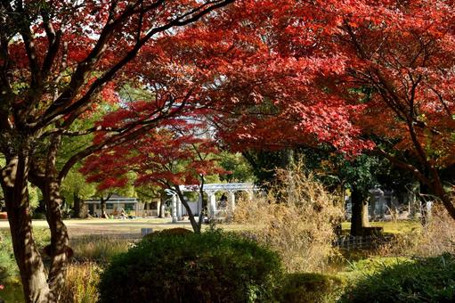 秋の公園 秋の公園の写真