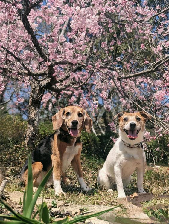 見て、綺麗な桜でしょ！ 犬,ビーグル,ジャックラッセルテリアの写真素材