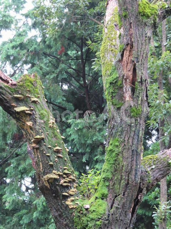 立ち枯れた巨木に苔とキノコ 巨木,風景,木の写真素材