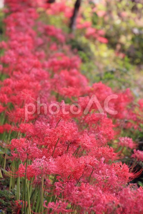 満開に咲き誇る一面の彼岸花 彼岸花,ヒガンバナ,曼殊沙華の写真素材