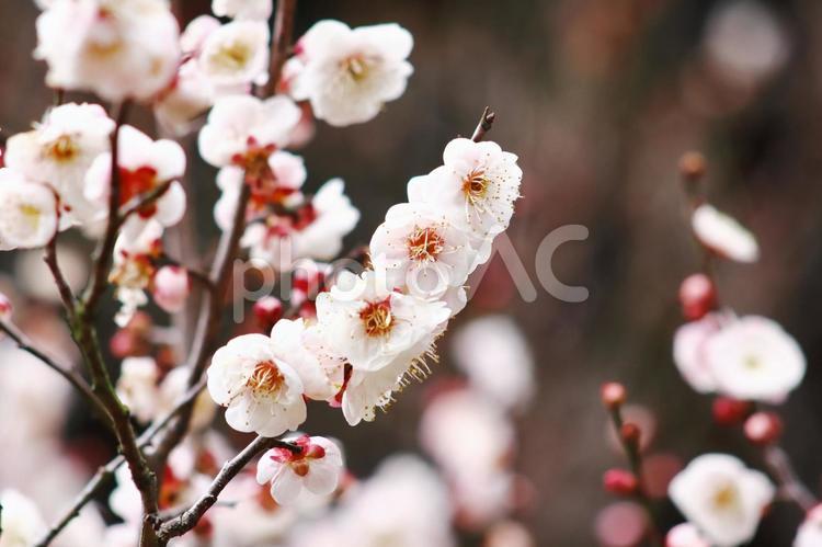 春の風景　満開の梅の花 梅,梅林,ピンクの写真素材