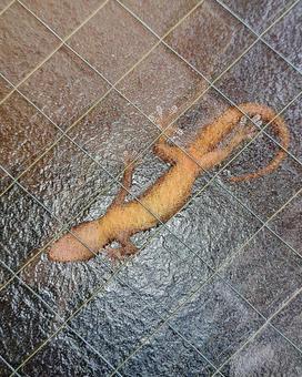 Gecko, JPG