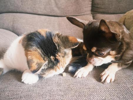 チワワと三毛猫 チワワ,タン,茶の写真素材