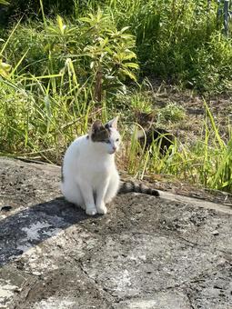 行儀よく座る猫とそれを見つめる猫 猫,地域猫,さくら猫の写真素材