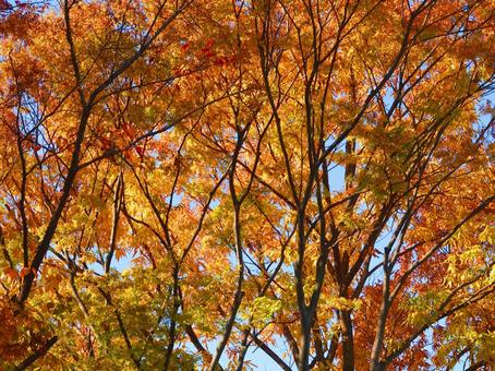 深まる秋・紅葉 深まる秋・紅葉 紅葉,枯葉,秋の写真素材