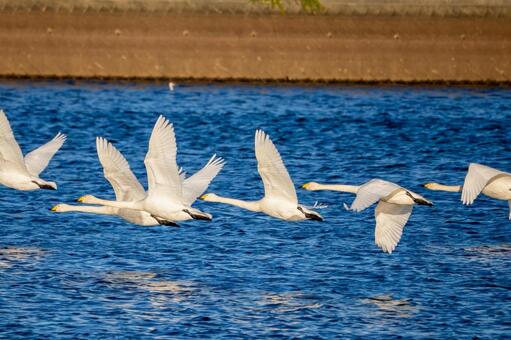 オオハクチョウ(116) 鳥,オオハクチョウ,ハクチョウの写真素材
