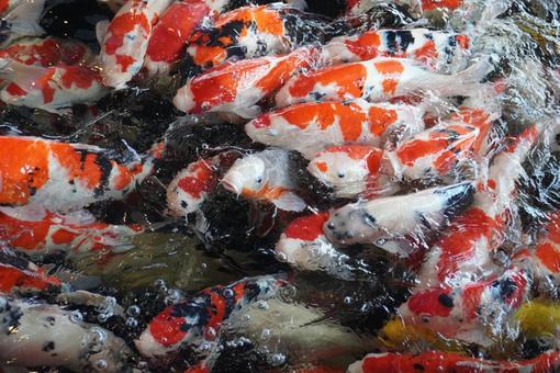 Photo, carp, koi, pool, 