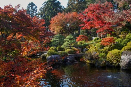 三室戸寺の紅葉 11月,秋,紅葉の写真素材