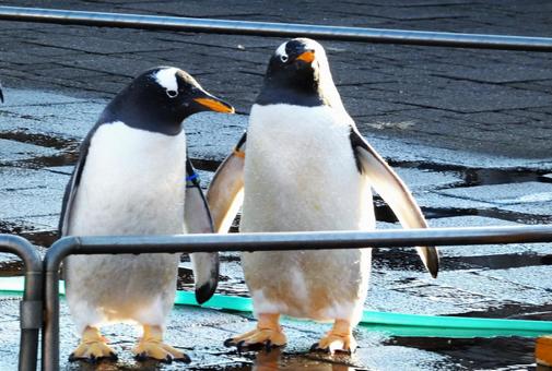 ペンギのお散歩 ペンギン,キングペンギン,歩くの写真素材