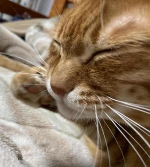 茶トラ猫寝顔 茶トラ猫寝顔の写真