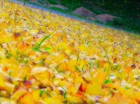 日本の紅葉 日本の紅葉 こうよう,銀杏,いちょうの写真素材