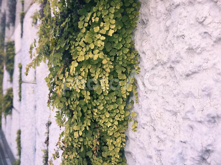塀の隙間から伸びる植物 植物,塀,壁の写真素材