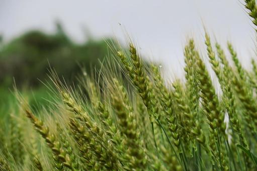 オオムギ 大麦,畑,緑の写真素材