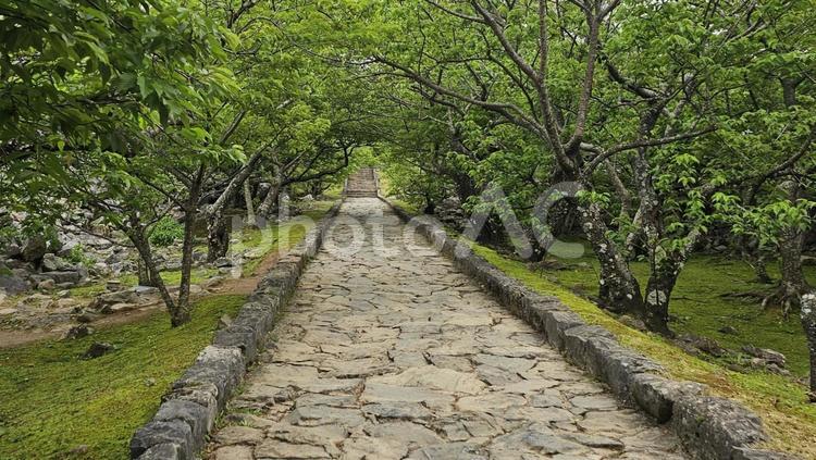 今帰仁城の道 今帰仁城,道,木の写真素材