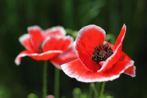 ポピー ポピーの写真