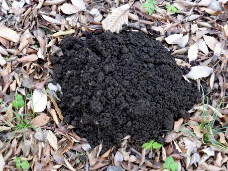 公園の一角に出来上がったモグラ塚 公園の一角に出来上がったモグラ塚 モグラ塚,土,穴掘りの写真素材