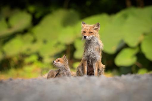 Parent and child fox, JPG Parent and child fox, JPG