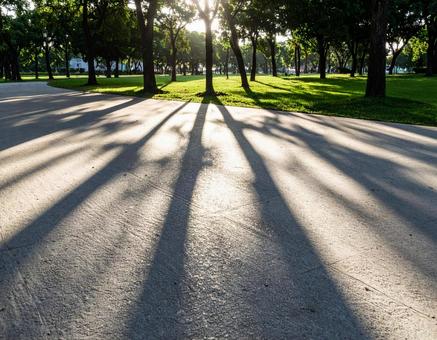 公園の歩道に伸びる木の陰 公園の歩道に伸びる木の陰の写真