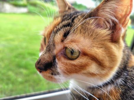 振り向き美猫 振り向き美猫の写真