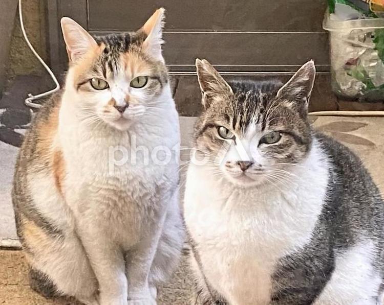 お座りして餌を待つシマミケ猫とキジ白 猫,屋外,シマミケの写真素材