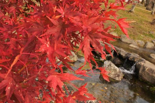 円山公園の紅葉と小川 円山公園の紅葉と小川の写真