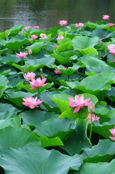 神聖的花, JPG 神聖的花, a lotus, lotus, flower, JPG
