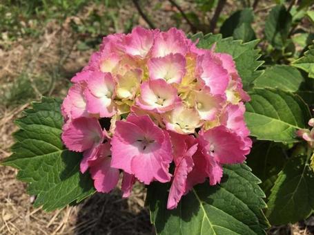 ピンクの紫陽花 ピンクの紫陽花の写真