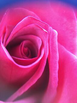 薔薇 薔薇の写真
