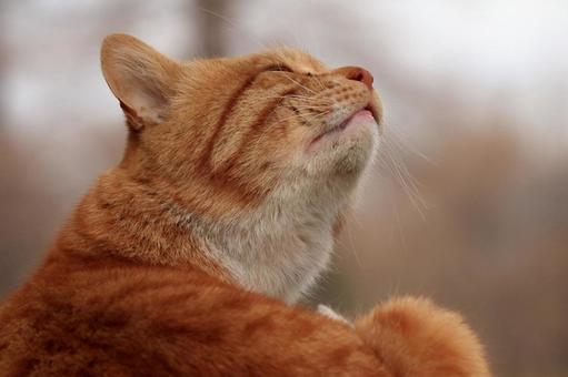 照片, 野猫, 公园, 初冬, 