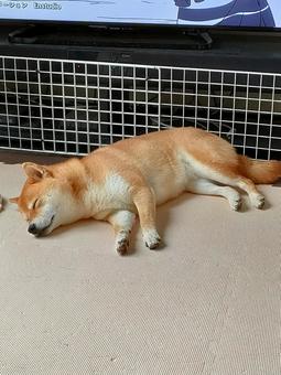 健やかに眠る柴犬くるみです！ 犬,柴犬,シバの写真素材