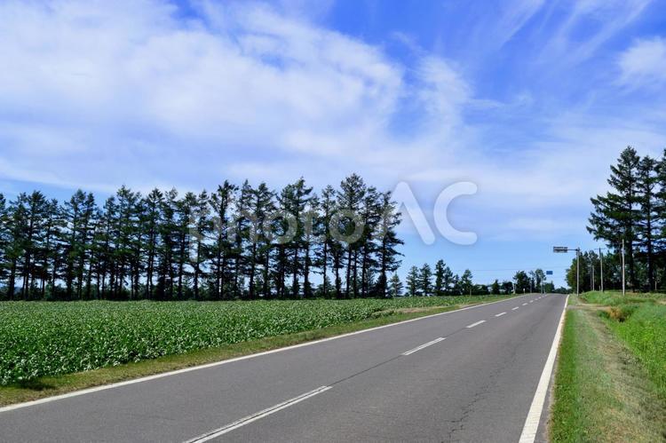 防風林を臨む農道 防風林,空,青空の写真素材