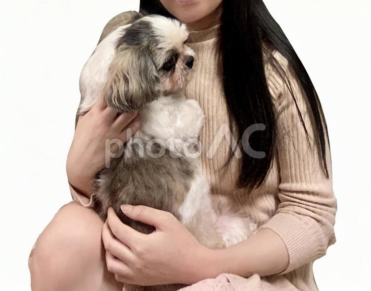 シーズー犬をだっこする女性　白背景 犬,シーズー,女性の写真素材
