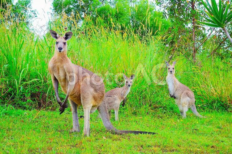 カンガルー 14 カンガルー,家族,ボクシングの写真素材