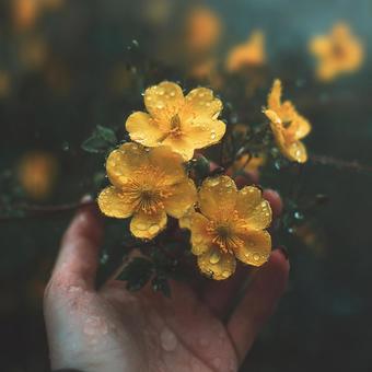 雨上がりの輝き、しっとりとした黄色い花 雨上がりの輝き、しっとりとした黄色い花の写真