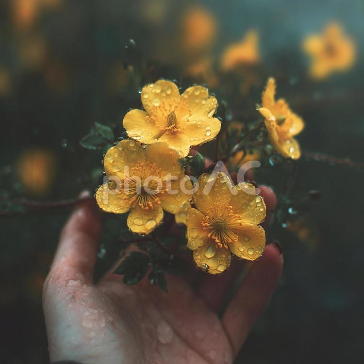 雨上がりの輝き、しっとりとした黄色い花 花,コスモス,水滴の写真素材