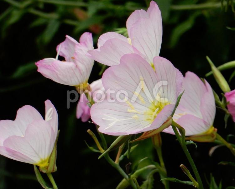 【花の写真】ヒルザキツキミソウ ヒルザキツキミソウ,昼咲月見草,ツキミソウの写真素材