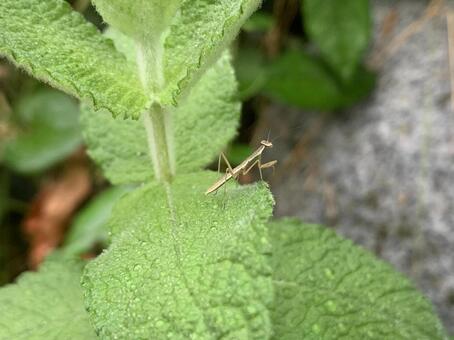 カマキリの子 カマキリの子の写真
