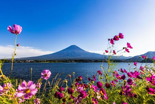 河口湖から望む、コスモス畑と富士山 河口湖から望む、コスモス畑と富士山の写真