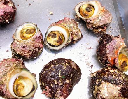 サザエ サザエ,栄螺,さざえの写真素材